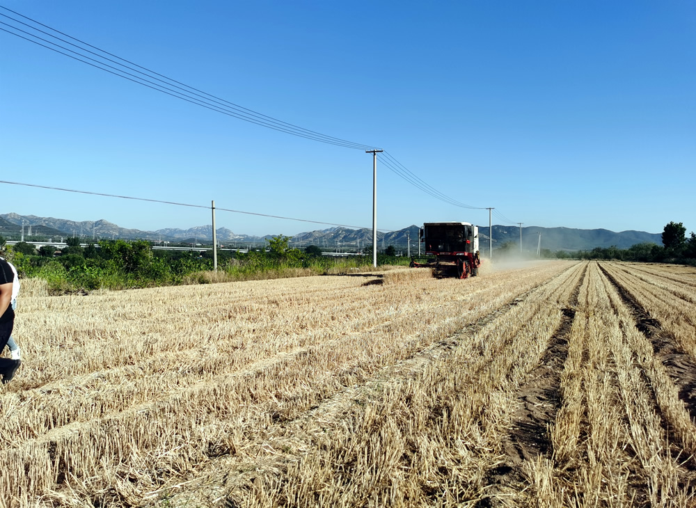 莱州“麦十歌”——田野间飘扬的农谣智慧 第 4 张