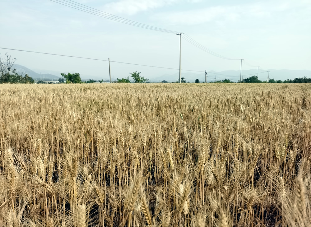 莱州“麦十歌”——田野间飘扬的农谣智慧 第 3 张