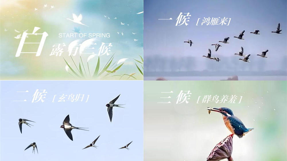 璀璨的莱州民俗文化——白露 第 6 张