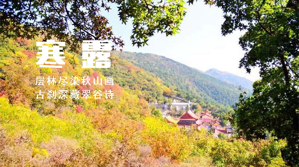 璀璨的莱州民俗文化——寒露 第 3 张