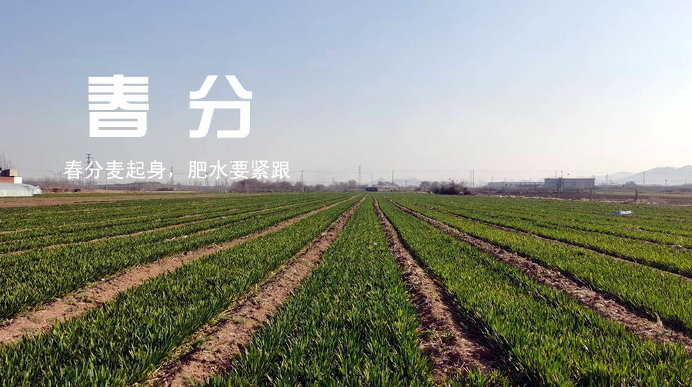 璀璨的莱州民俗文化——春分 第 4 张