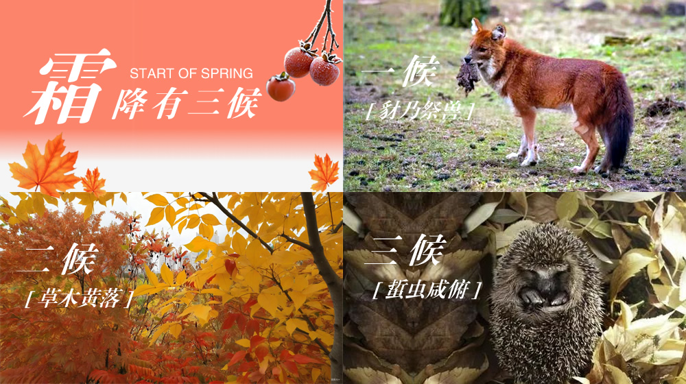 璀璨的莱州民俗文化——霜降 第 5 张