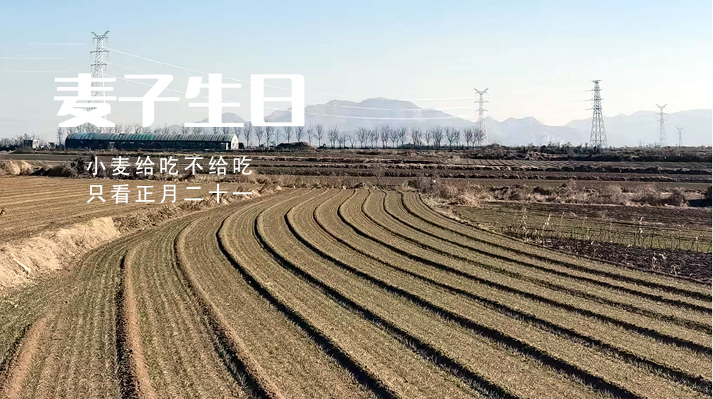 璀璨的莱州民俗文化——麦子生日 第 4 张