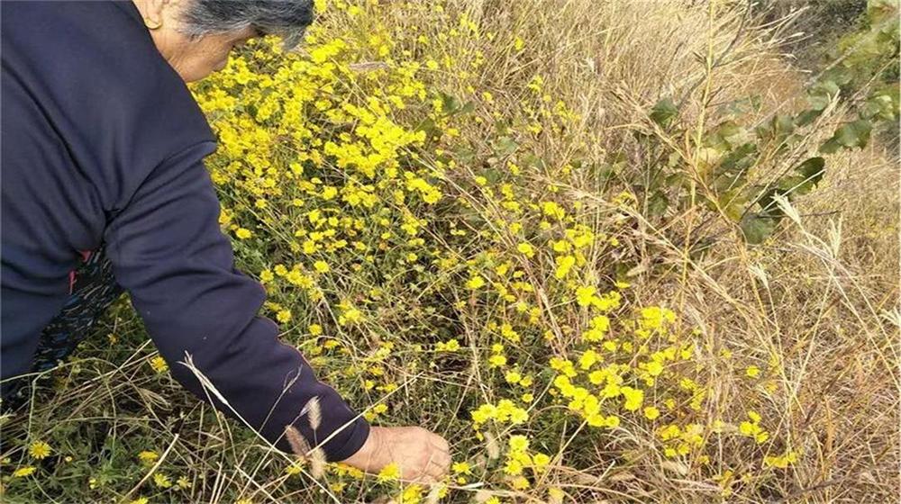 重阳节我和老伴去采菊 第 3 张